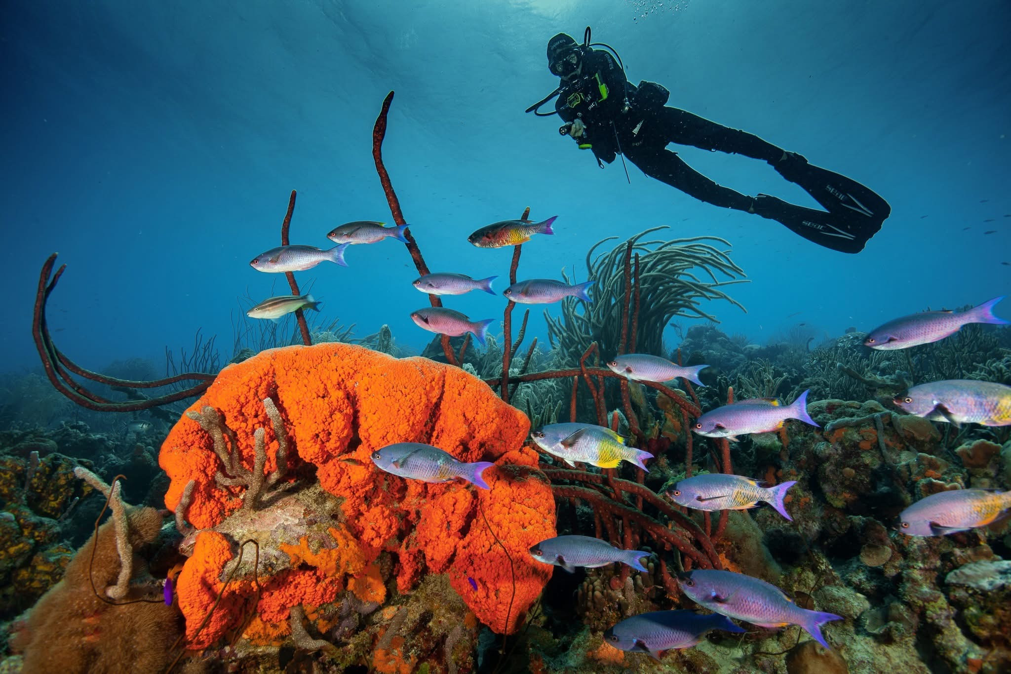 A diver over a reef off the coast of Curaçao